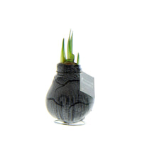 Wax amaryllis 'Marble' noir
