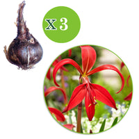 3x Sprekelia formosissima rouge
