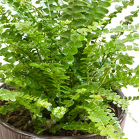 Fougère de Boston Nephrolepis 'Duffi'