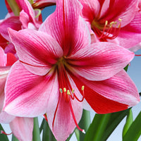 Amaryllis 'Gervase' rose