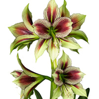 Amaryllis 'Papilio' rouge-vert