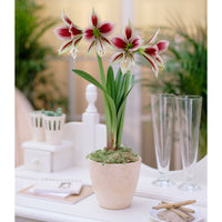 Amaryllis 'Papilio' rouge-vert