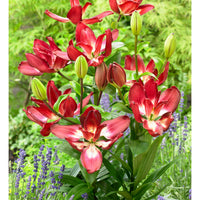 5x 0 Lys Lilium 'Double Sensation' rouge-blanc