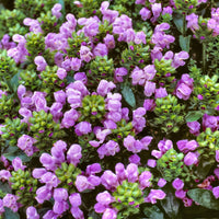 6x Brunelle Prunella grandiflora violet