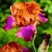 3x Iris barbu 'Battle Star' orangé-violet - Plants à racines nues