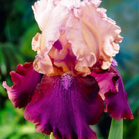 3x Iris barbu 'Burgemeister' rose-violet - Plants à racines nues