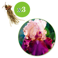 3x Iris barbu 'Burgemeister' rose-violet - Plants à racines nues