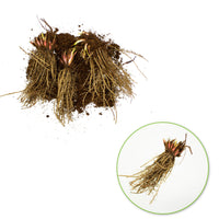 3x Iris barbu 'Spreckles' - Plants à racines nues