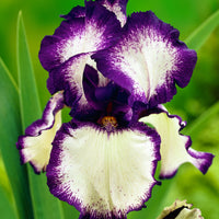 3x Iris barbu 'Loop the Loop' violet-blanc - Plants à racines nues