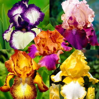5x Iris barbu - Mélange 'Vibrant Beauty' mélange de couleurs - Plants à racines nues