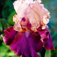5x Iris barbu - Mélange 'Vibrant Beauty' mélange de couleurs - Plants à racines nues