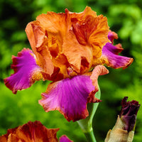 5x Iris barbu - Mélange 'Vibrant Beauty' mélange de couleurs - Plants à racines nues
