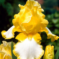 5x Iris barbu - Mélange 'Vibrant Beauty' mélange de couleurs - Plants à racines nues