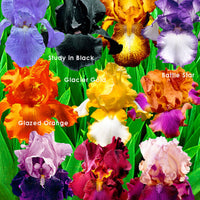10x Iris germanica - Mélange ‘Flowertastic‘ - Racines nues