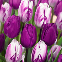 20x Tulipes Tulipa - Mélange 'Purper Mixture' violet