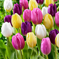 20x Tulipes Tulipa - Mélange 'Regenboog'