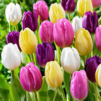20x Tulipes Tulipa - Mélange 'Regenboog'