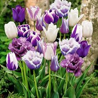 15x Tulipes - mélange