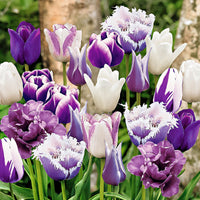 15x Tulipes - mélange