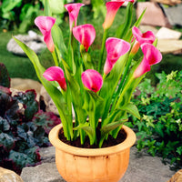 Arum 'Garnet Glow' Rose