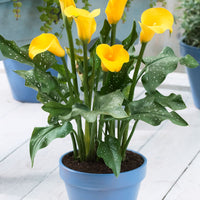 Arum 'Gold Rush' Jaune