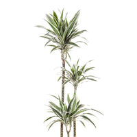 Dragonnier Dracaena 'White Jewel'