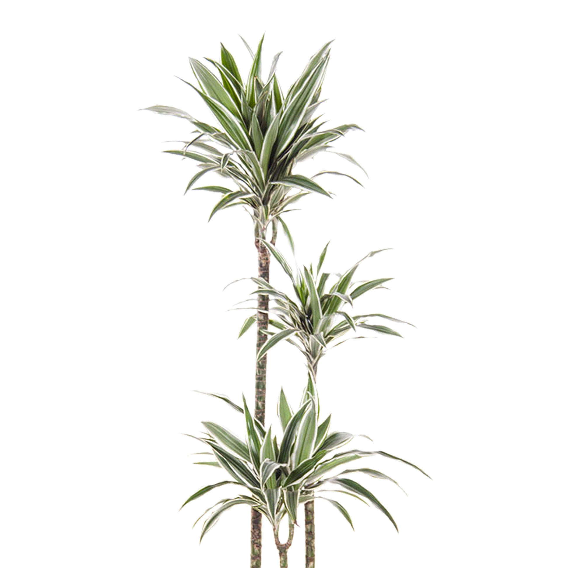 Exotenherz - dragonnier - Dracaena marginata - 1 plante - plante d