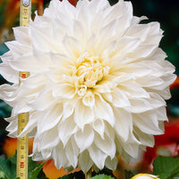 3x Dahlia 'Fleurel'  Blanc