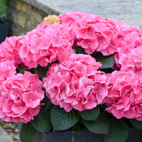 Hortensia paysan Hydrangea 'Rosita' Rose