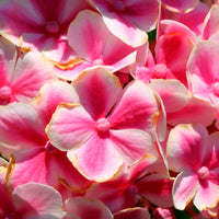 Hortensia paysan Hydrangea 'Rosita' Rose