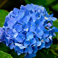 Hortensia paysan Hydrangea macrophylla Bleu