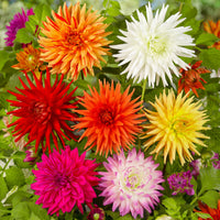 5x Dahlia à grandes fleurs - Mélange 'Cactus' mélange de couleurs