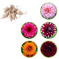 Dahlia à grandes fleurs - Mélange 'Decoratief' mélange de couleurs