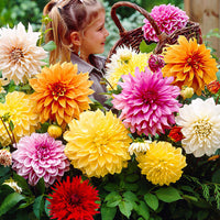 5x Dahlia à grandes fleurs - Mélange 'Mammoth' mélange de couleurs