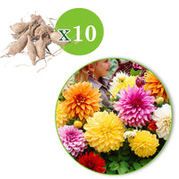 5x Dahlia à grandes fleurs - Mélange 'Mammoth' mélange de couleurs