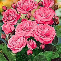 Rosier-tige Rosa 'Melrose' rose