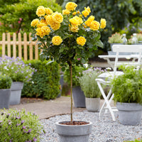 Rosier-tige Rosa 'Friesia'  Jaune  - Plants à racines nues