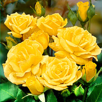 Rosier-tige Rosa 'Friesia'  Jaune  - Plants à racines nues