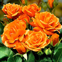 Rosier-tige Rosa 'Orange Sensation' orangé