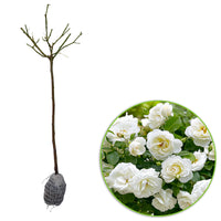 Rosier-tige Rosa 'Kristal' blanc - Plants à racines nues