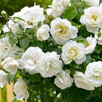 Rosier-tige Rosa 'Kristal' blanc - Plants à racines nues