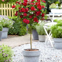Rosier-tige Rosa 'Nina Rosa' rouge - Plants à racines nues