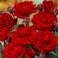 Rosier-tige Rosa 'Nina Rosa' rouge - Plants à racines nues