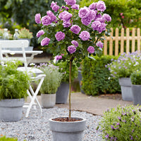 Rosier-tige Rosa 'Minerva' violet - Plants à racines nues
