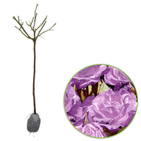 Rosier-tige Rosa 'Minerva' violet - Plants à racines nues