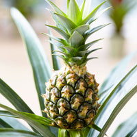 Plante ananas Ananas 'Corona' avec pot décoratif