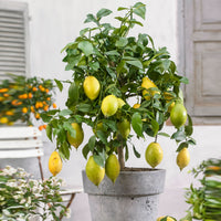 Citronnier Citrus limon avec fruits
