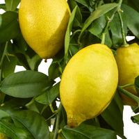 Citronnier Citrus limon avec fruits