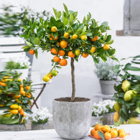 Calamondin Citrus mitis 'Calamondin' Orangé