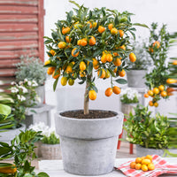 Kumquat Citrus Citrus japonica  sur tige